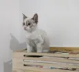 LUA