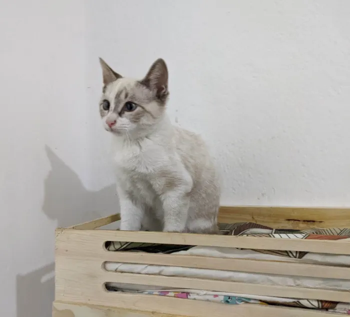 Gato ra a SRD-ViraLata idade 2 a 6 meses nome LUA