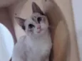 LUA