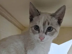 Gato raça SRD-ViraLata idade 2 a 6 meses nome LUA