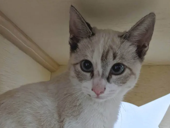 Gato ra a SRD-ViraLata idade 2 a 6 meses nome LUA