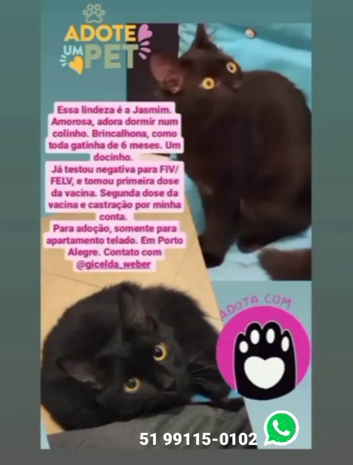 Gato ra a SRD idade 2 a 6 meses nome Jasmin