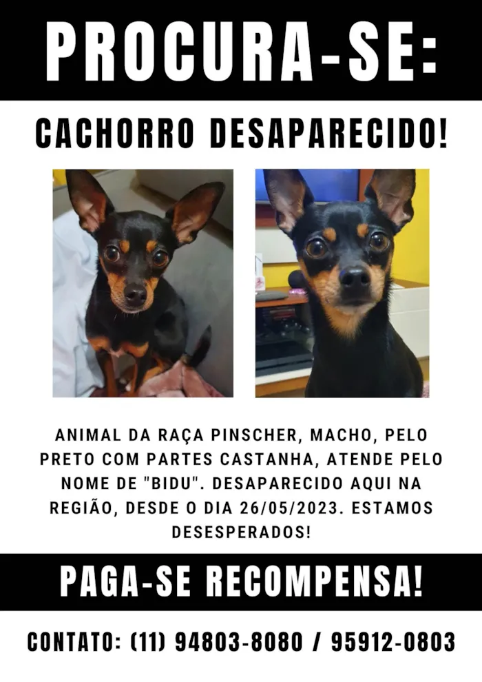 Cachorro ra a Pinscher idade 2 anos nome Bidu