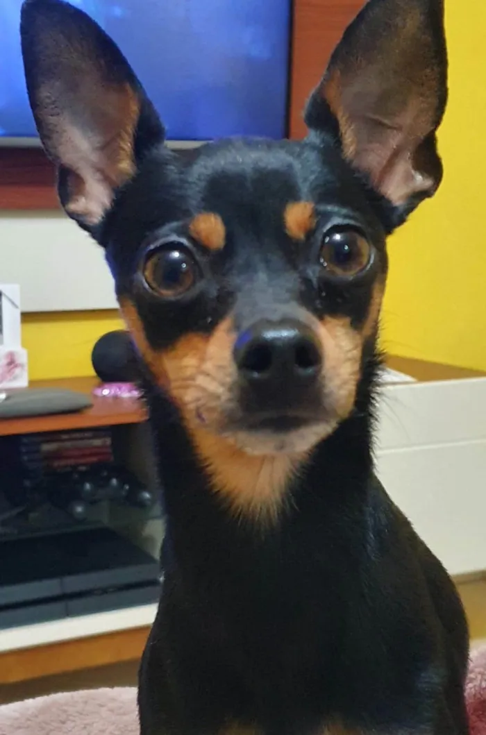 Cachorro ra a Pinscher idade 2 anos nome Bidu