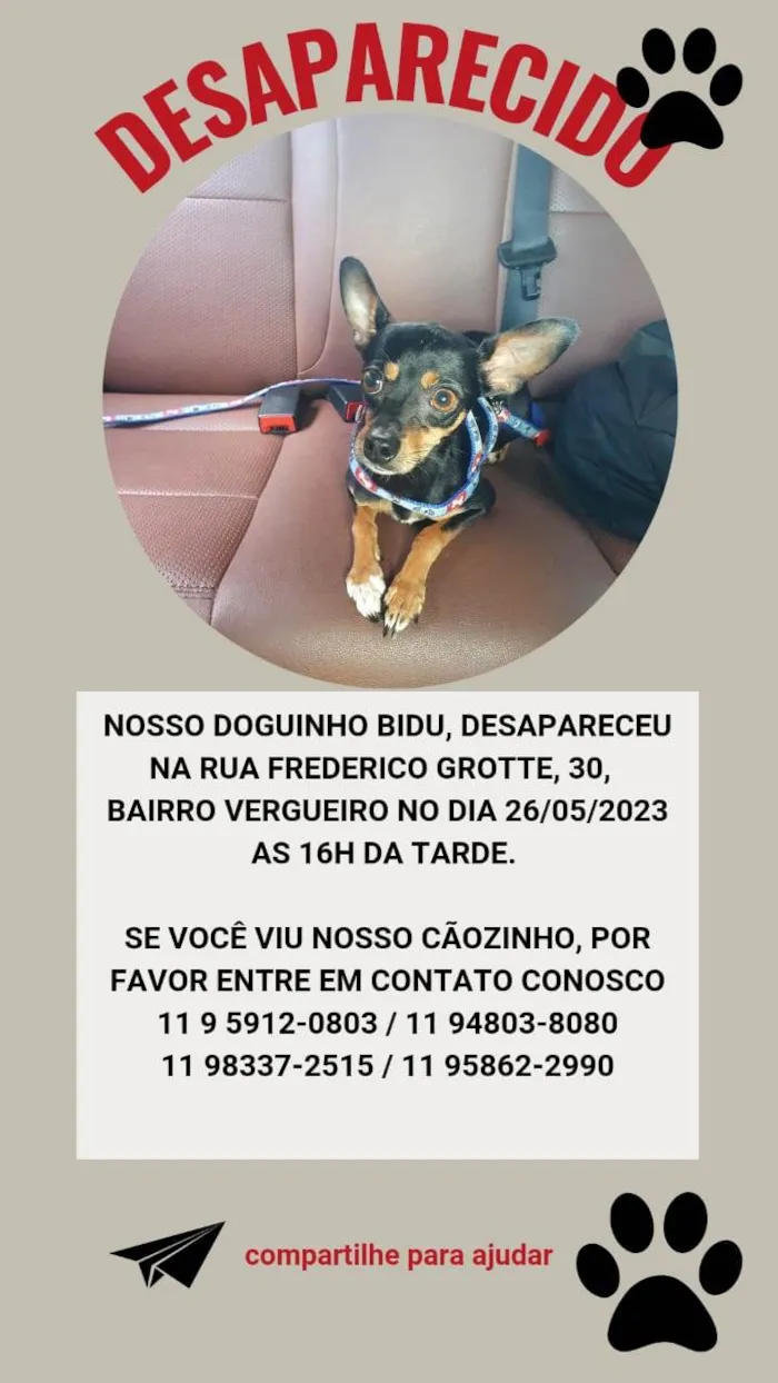 Cachorro ra a Pinscher idade 2 anos nome Bidu