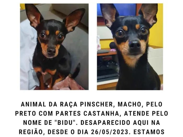 Cachorro ra a Pinscher idade 2 anos nome Bidu