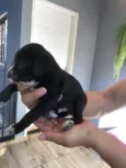 Teddy thor  Virgínia Zé Felipe  curririn