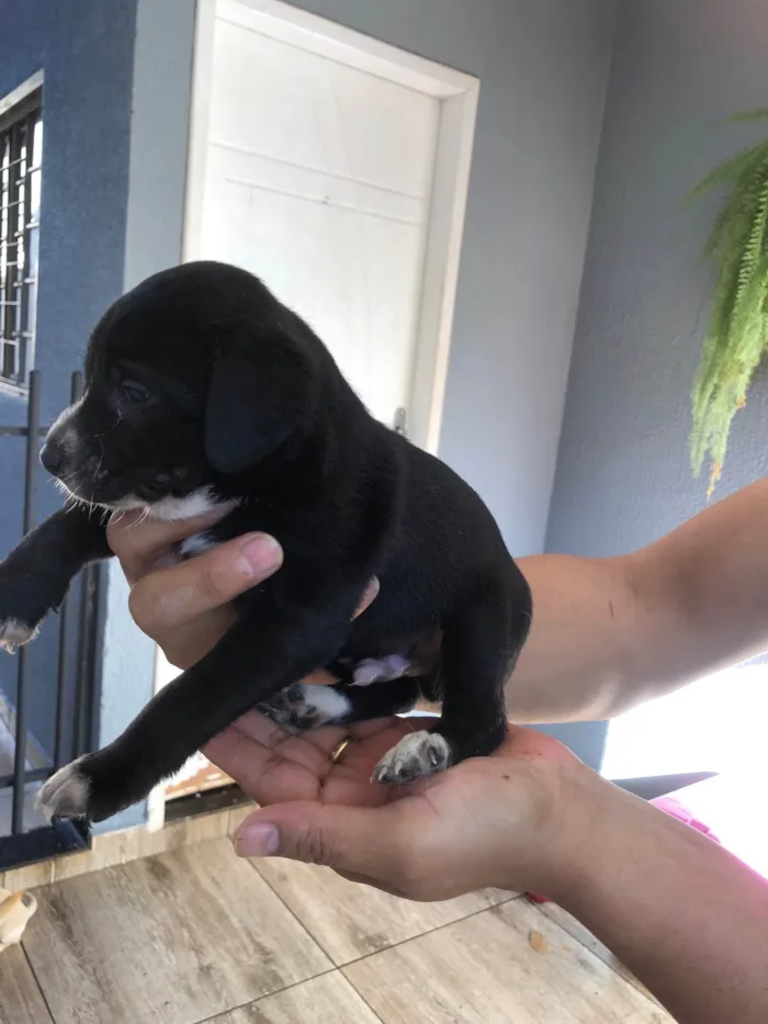 Cachorro raça SRD-ViraLata idade Abaixo de 2 meses nome Teddy thor  Virgínia Zé Felipe  curririn