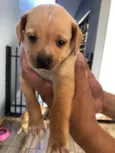 Teddy thor  Virgínia Zé Felipe  curririn