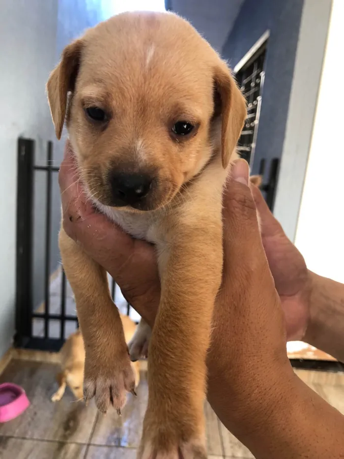 Cachorro raça SRD-ViraLata idade Abaixo de 2 meses nome Teddy thor  Virgínia Zé Felipe  curririn