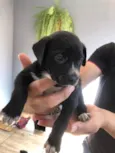Teddy thor  Virgínia Zé Felipe  curririn