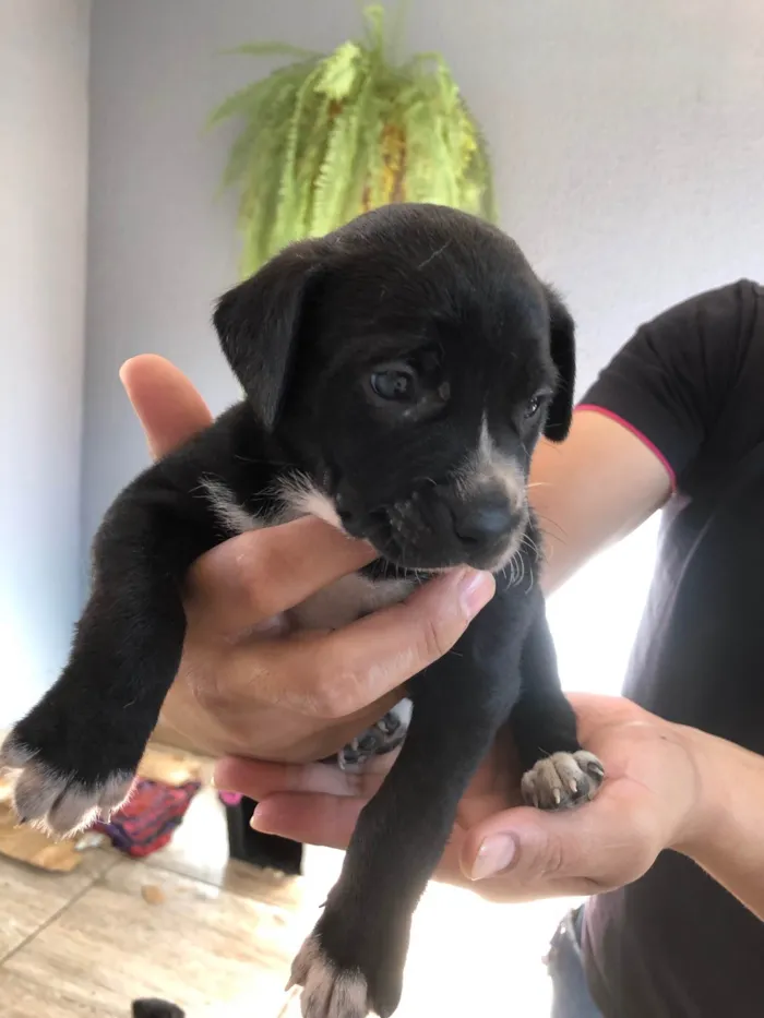 Cachorro raça SRD-ViraLata idade Abaixo de 2 meses nome Teddy thor  Virgínia Zé Felipe  curririn
