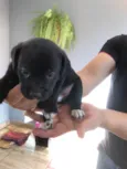 Teddy thor  Virgínia Zé Felipe  curririn