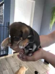 Teddy thor  Virgínia Zé Felipe  curririn