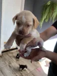 Teddy thor  Virgínia Zé Felipe  curririn