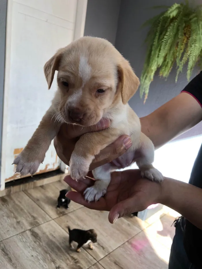 Cachorro raça SRD-ViraLata idade Abaixo de 2 meses nome Teddy thor  Virgínia Zé Felipe  curririn
