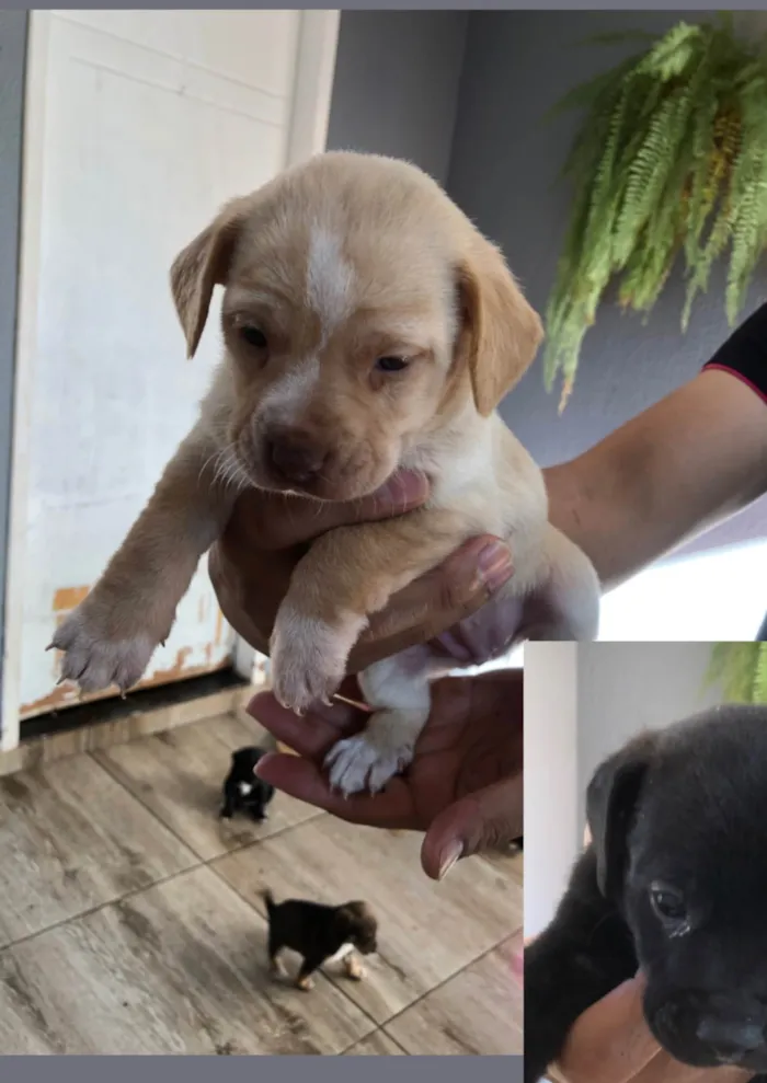 Cachorro raça SRD-ViraLata idade Abaixo de 2 meses nome Teddy thor  Virgínia Zé Felipe  curririn
