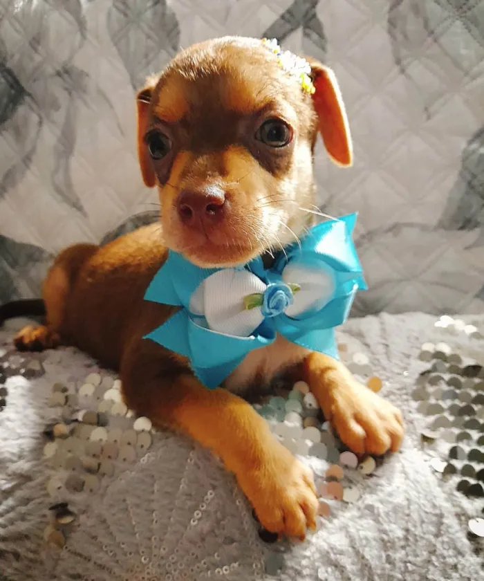 Cachorro ra a SRD-ViraLata idade Abaixo de 2 meses nome Flora