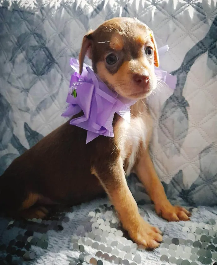 Cachorro ra a SRD-ViraLata idade Abaixo de 2 meses nome Flora
