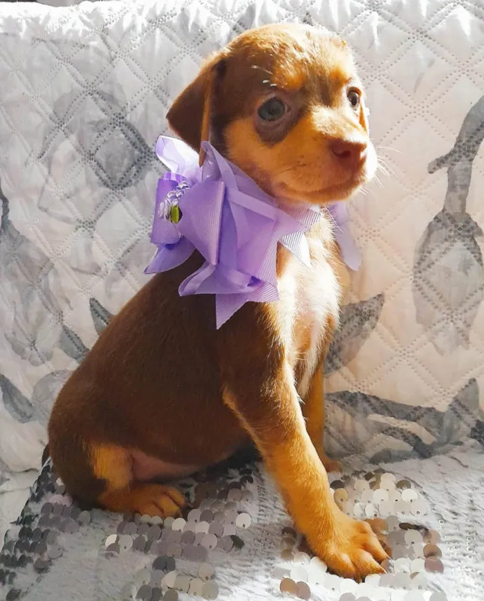 Cachorro ra a SRD-ViraLata idade Abaixo de 2 meses nome Flora