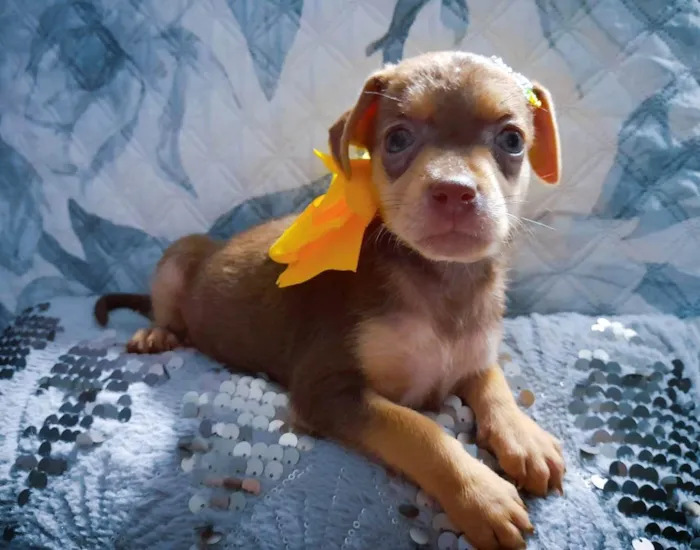 Cachorro ra a SRD-ViraLata idade Abaixo de 2 meses nome Flora