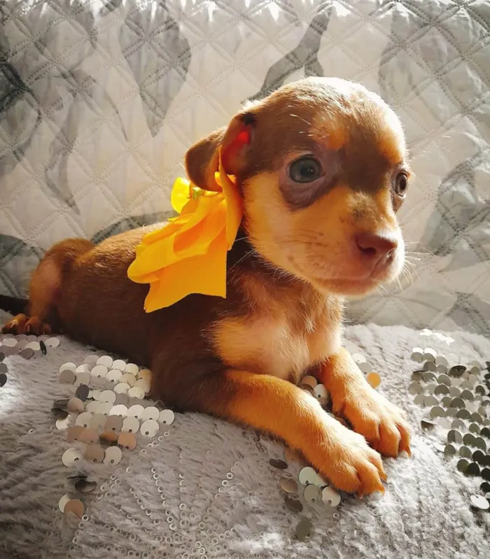 Cachorro ra a SRD-ViraLata idade Abaixo de 2 meses nome Flora