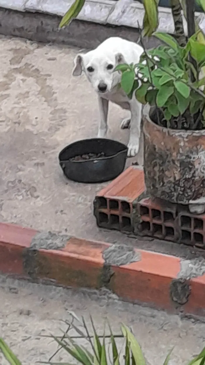 Cachorro ra a Vira lata idade 2 anos nome Sabina