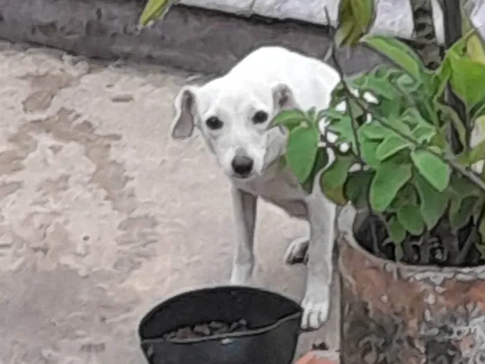 Cachorro ra a Vira lata idade 2 anos nome Sabina