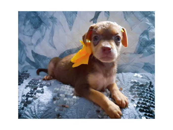 Cachorro ra a SRD-ViraLata idade Abaixo de 2 meses nome Flora