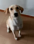 Nena