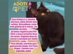 Gato raça SRD idade 2 a 6 meses nome Jasmin