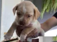 Teddy thor  Virgínia Zé Felipe  curririn