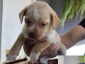 Cachorro raça SRD-ViraLata idade Abaixo de 2 meses nome Teddy thor  Virgínia Zé Felipe  curririn