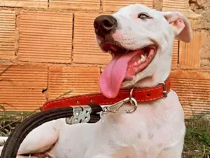 Cachorro raça Nao sei exatamente  idade 7 a 11 meses nome Duck 