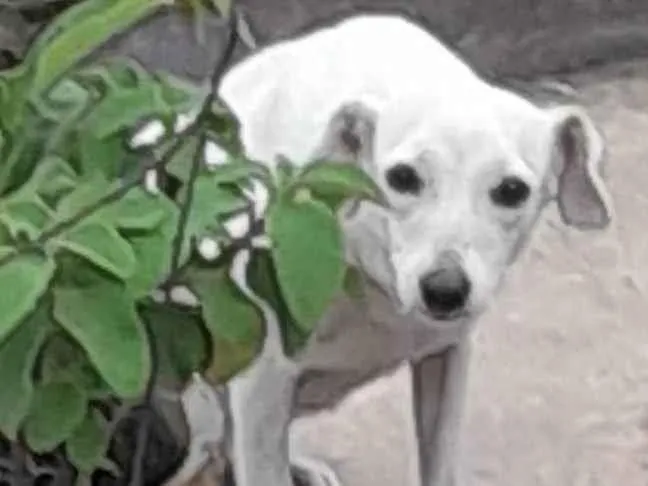 Cachorro ra a Vira lata idade 2 anos nome Sabina