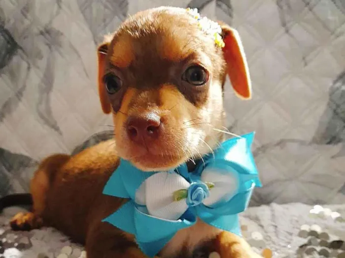 Cachorro ra a SRD-ViraLata idade Abaixo de 2 meses nome Flora