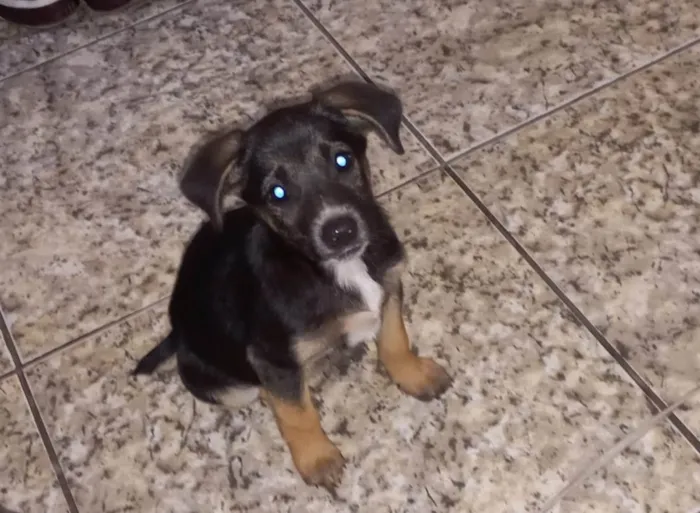 Cachorro raça SRD-ViraLata idade 2 a 6 meses nome Marie