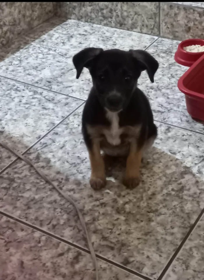Cachorro raça SRD-ViraLata idade 2 a 6 meses nome Marie
