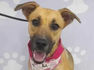 Cachorro raça Srd idade 7 a 11 meses nome Laininha