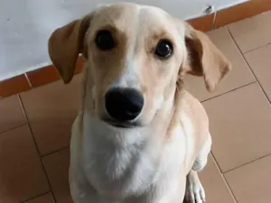 Cachorro raça SRD-ViraLata idade 7 a 11 meses nome Nena