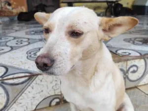 Cachorro raça Srd idade 2 anos nome Bobinho