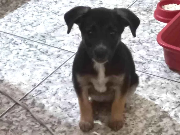 Cachorro raça SRD-ViraLata idade 2 a 6 meses nome Marie