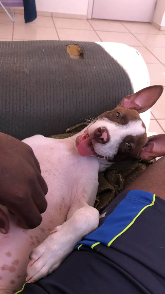 Cachorro ra a Pit-Bull idade 2 a 6 meses nome Zaya