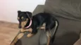 Brisa