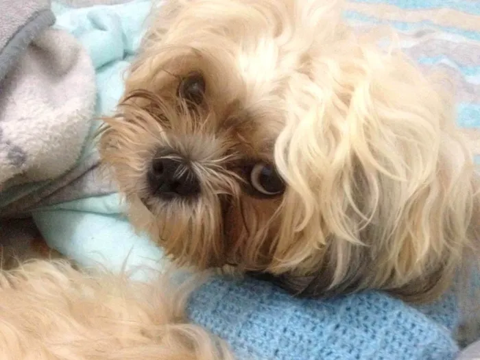 Cachorro raça Shitzu idade 4 anos nome Will