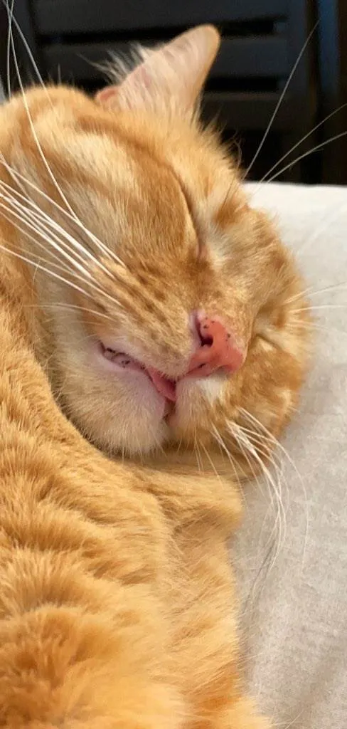 Gato ra a SRD-ViraLata idade 2 anos nome Mel 