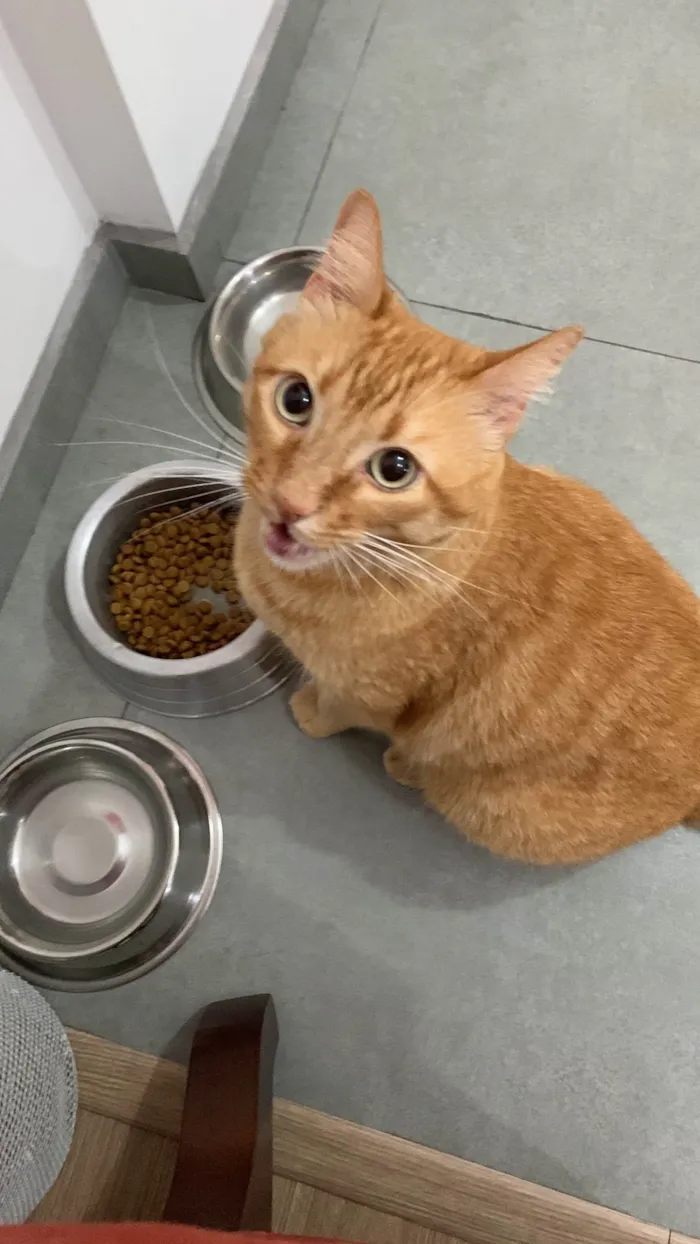 Gato ra a SRD-ViraLata idade 2 anos nome Mel 