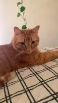 Mel 