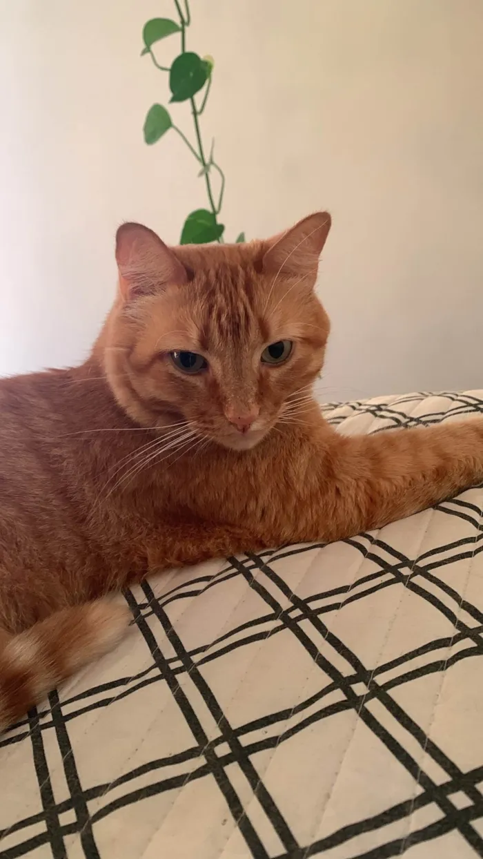 Gato ra a SRD-ViraLata idade 2 anos nome Mel 