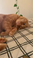 Mel 